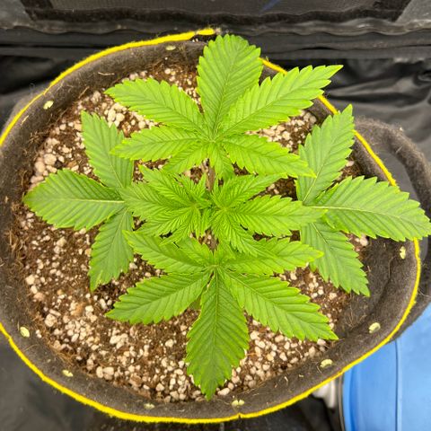 Zombie Kush growlog timeline photo