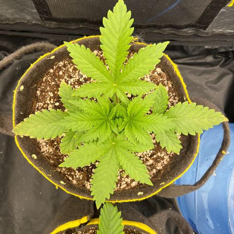 Radical Juice growlog timeline photo