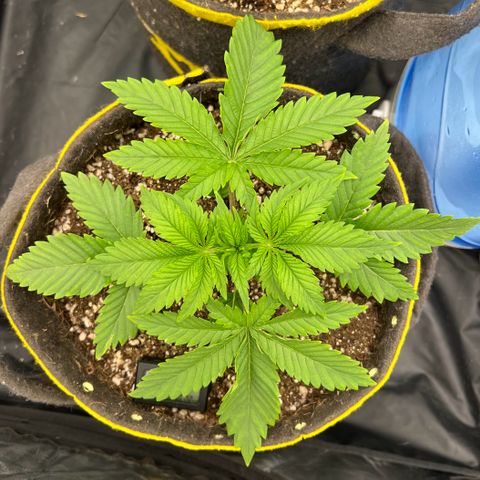 Zombie Kush growlog timeline photo