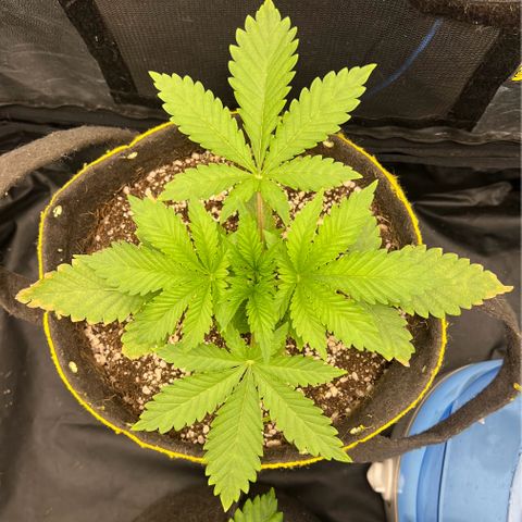 Radical Juice growlog timeline photo