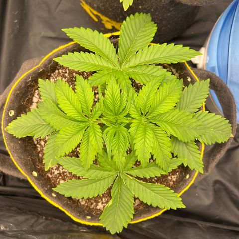 Zombie Kush growlog timeline photo