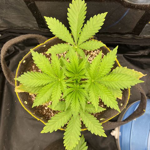 Radical Juice growlog timeline photo
