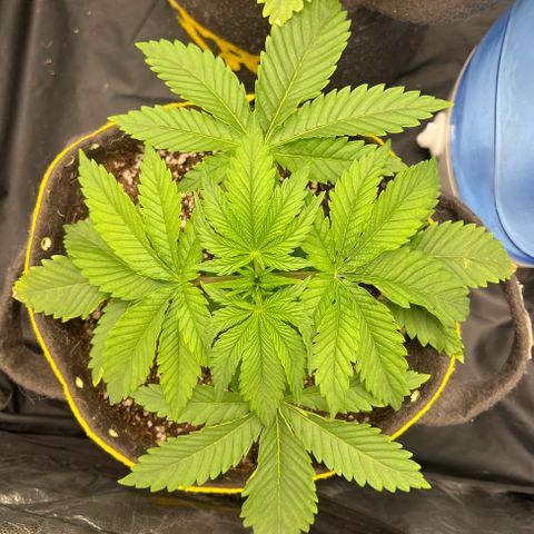 Zombie Kush growlog timeline photo