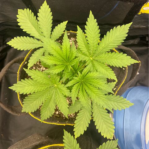 Radical Juice growlog timeline photo