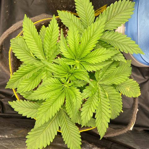 Zombie Kush growlog timeline photo