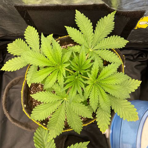 Radical Juice growlog timeline photo