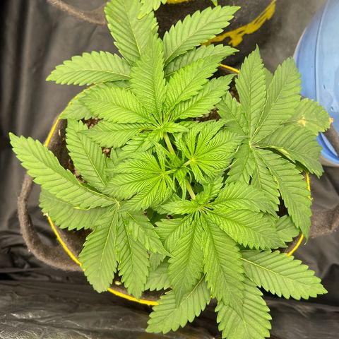 Zombie Kush growlog timeline photo