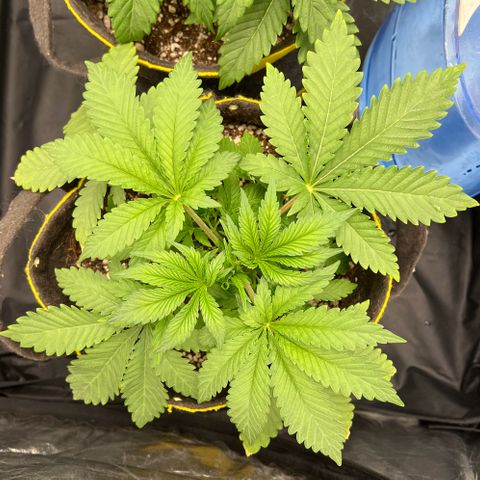 Radical Juice growlog timeline photo