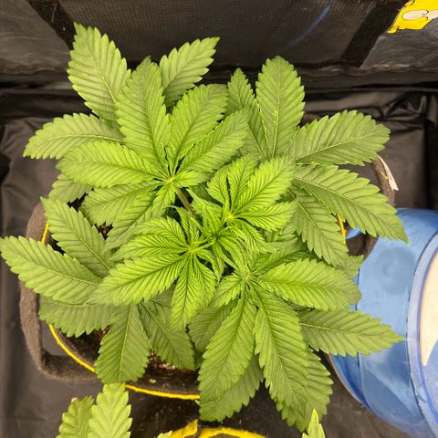 Zombie Kush growlog timeline photo