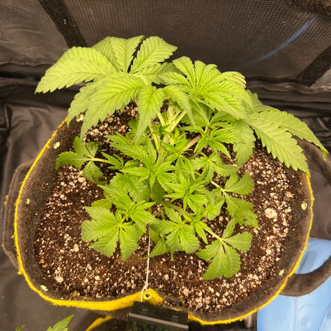 Radical Juice growlog timeline photo