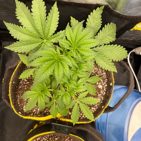 Radical Juice growlog timeline photo
