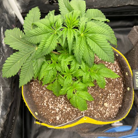 Zombie Kush growlog timeline photo