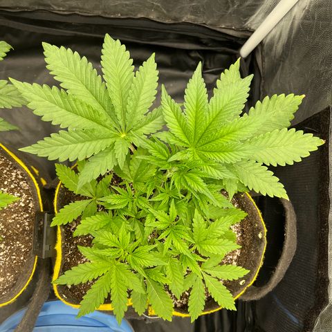 Radical Juice growlog timeline photo