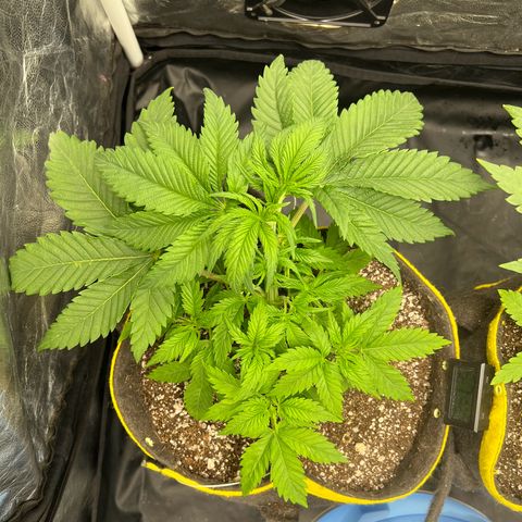 Zombie Kush growlog timeline photo