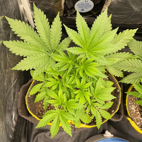 Radical Juice growlog timeline photo