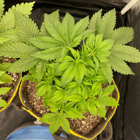 Zombie Kush growlog timeline photo