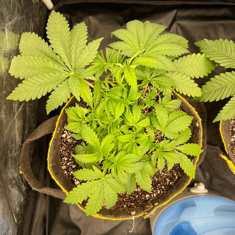 Radical Juice growlog timeline photo