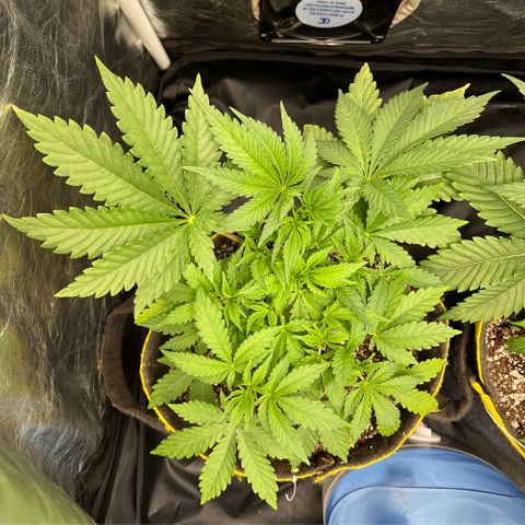 Radical Juice growlog timeline photo