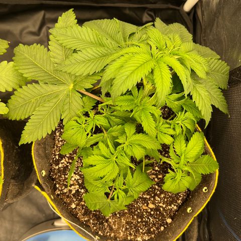 Zombie Kush growlog timeline photo