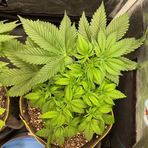 Zombie Kush growlog timeline photo