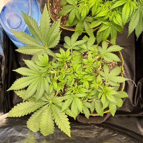 Radical Juice growlog timeline photo