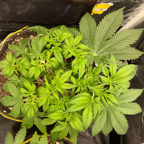 Zombie Kush growlog timeline photo