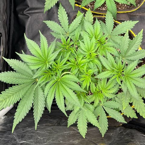 Radical Juice growlog timeline photo