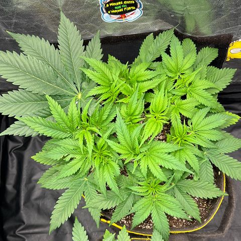 Zombie Kush growlog timeline photo