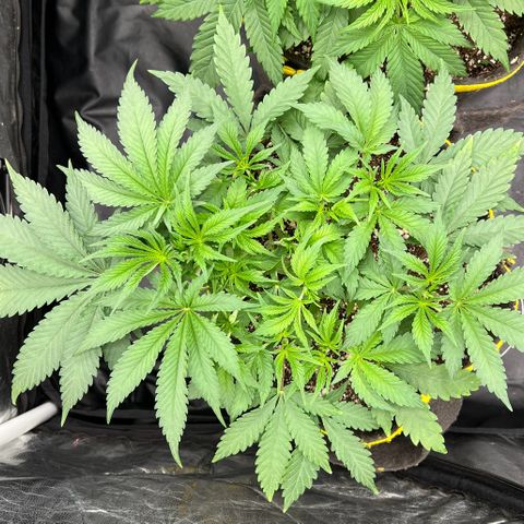 Radical Juice growlog timeline photo