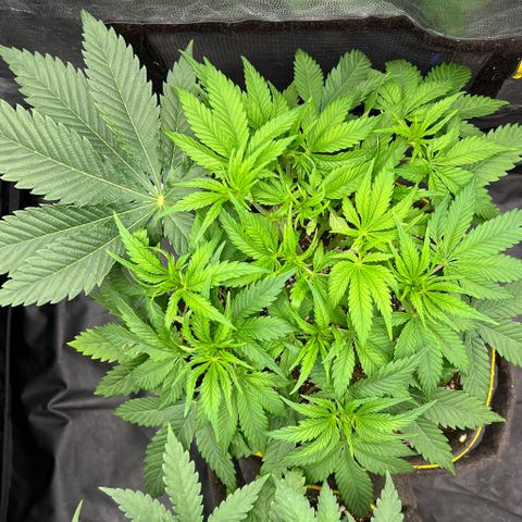Zombie Kush growlog timeline photo