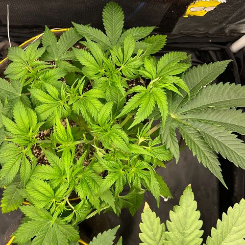 Zombie Kush growlog timeline photo