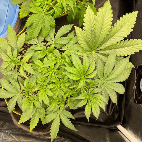 Radical Juice growlog timeline photo