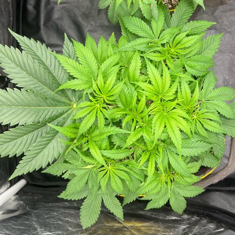 Zombie Kush growlog timeline photo