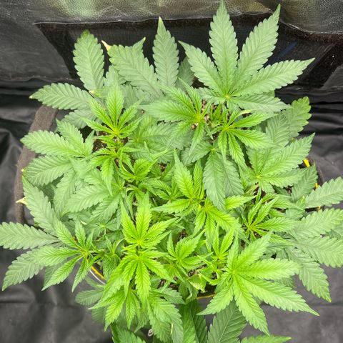 Radical Juice growlog timeline photo