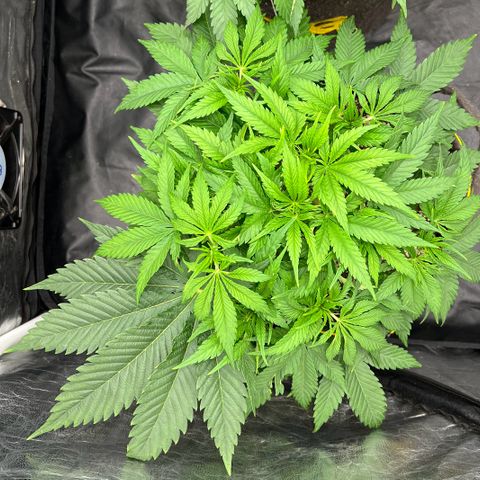 Zombie Kush growlog timeline photo