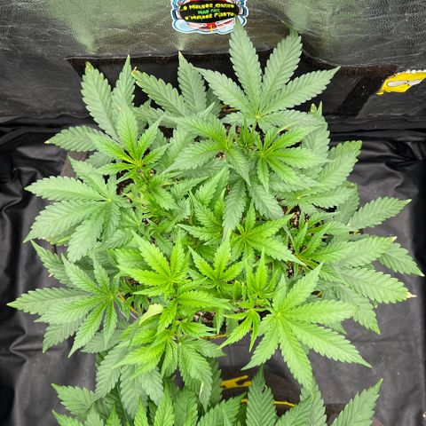 Radical Juice growlog timeline photo