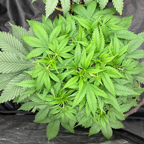 Zombie Kush growlog timeline photo