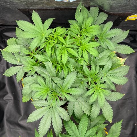 Radical Juice growlog timeline photo