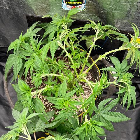 Zombie Kush growlog timeline photo