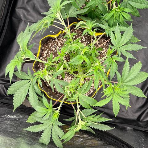 Radical Juice growlog timeline photo