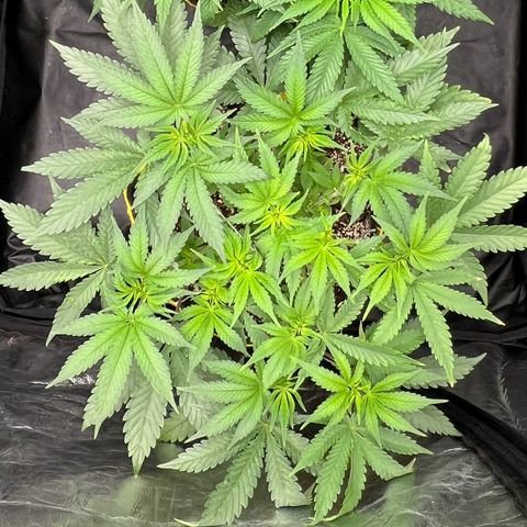 Radical Juice growlog timeline photo
