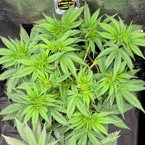Zombie Kush growlog timeline photo