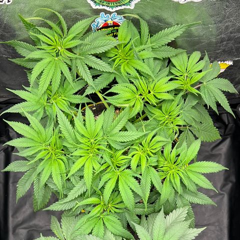 Zombie Kush growlog timeline photo