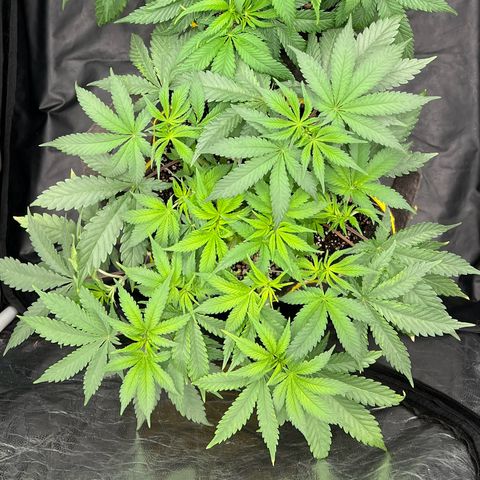 Radical Juice growlog timeline photo