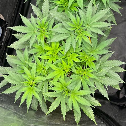 Radical Juice growlog timeline photo