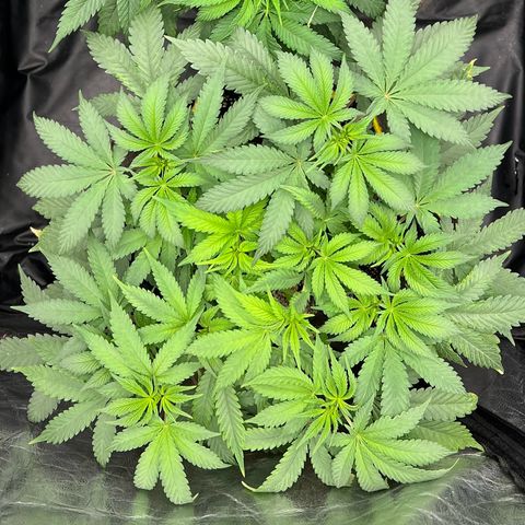 Radical Juice growlog timeline photo