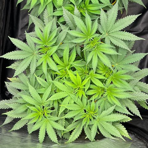 Radical Juice growlog timeline photo