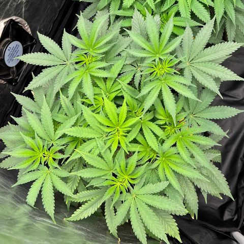 Radical Juice growlog timeline photo