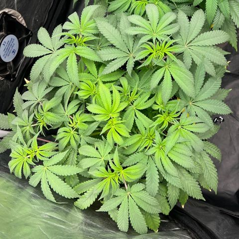Radical Juice growlog timeline photo