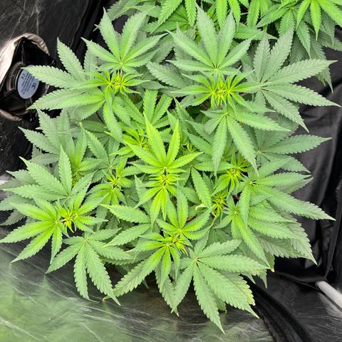 Radical Juice growlog timeline photo